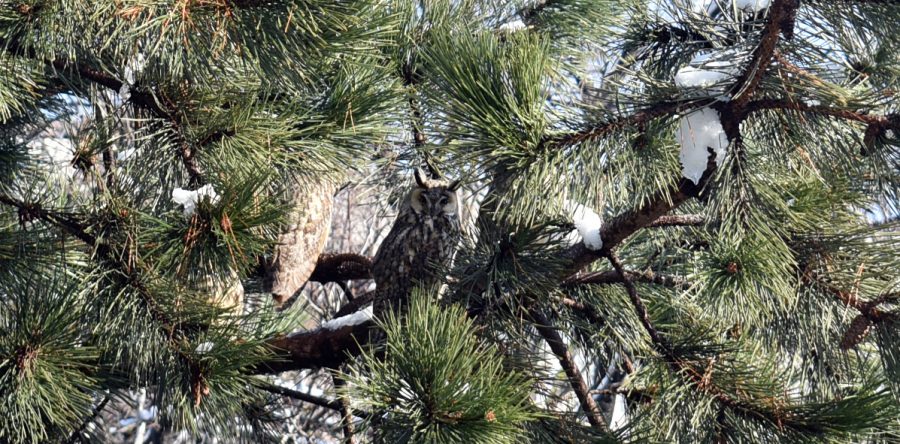Бухали живеят в двора на СУ „П.Р.Славейков”